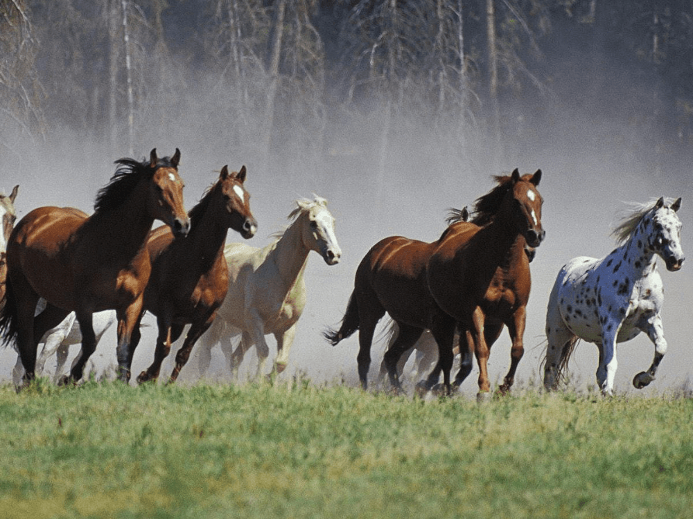 Wild Horses